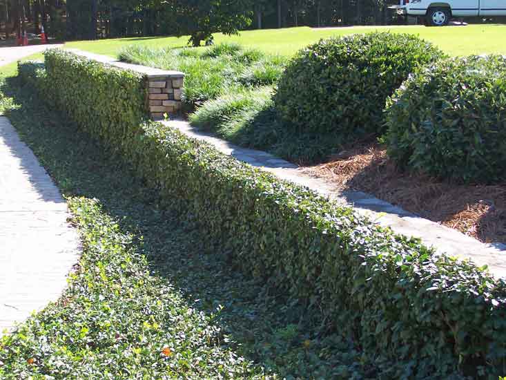 Landscape Design - Shrubs Outline Space